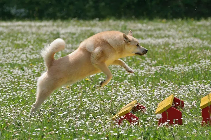 گالری تاریخچه بوهوند نروژی (Norwegian Buhund)