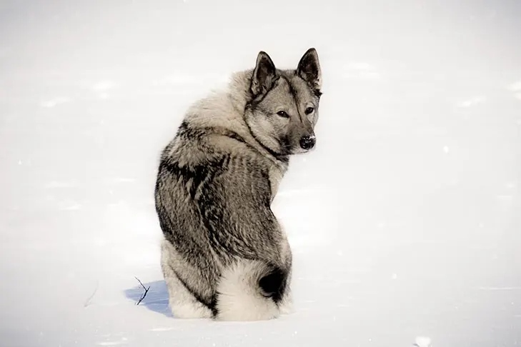 الک‌هاوند نروژی (Norwegian Elkhound)