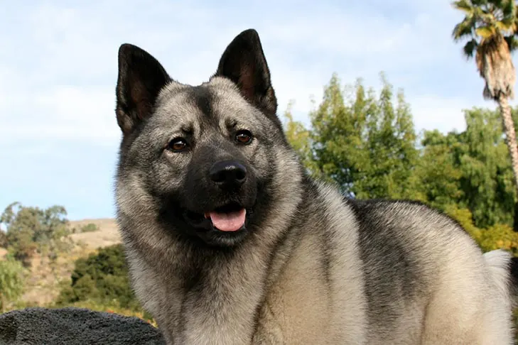 Norwegian Elkhound