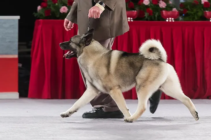 الک‌هاوند نروژی (Norwegian Elkhound)