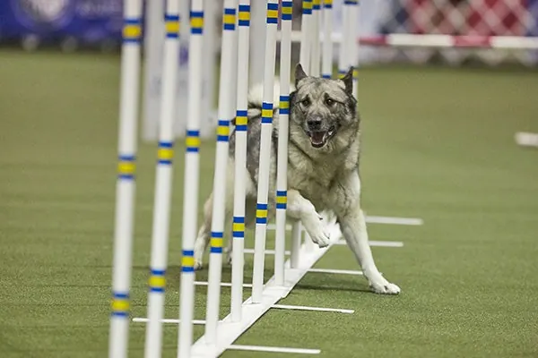 گالری تاریخچه الک‌هاوند نروژی (Norwegian Elkhound)