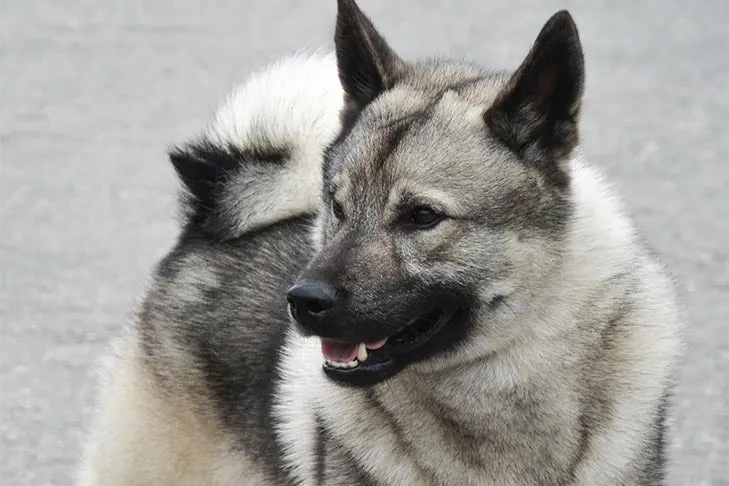 گالری تاریخچه الک‌هاوند نروژی (Norwegian Elkhound)