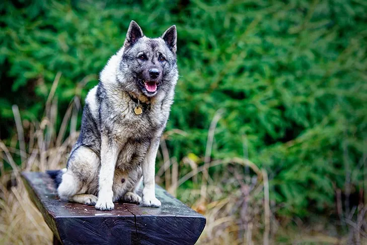 گالری تاریخچه الک‌هاوند نروژی (Norwegian Elkhound)