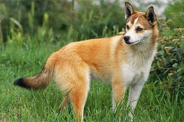 لوندهوند نروژی (Norwegian Lundehund)