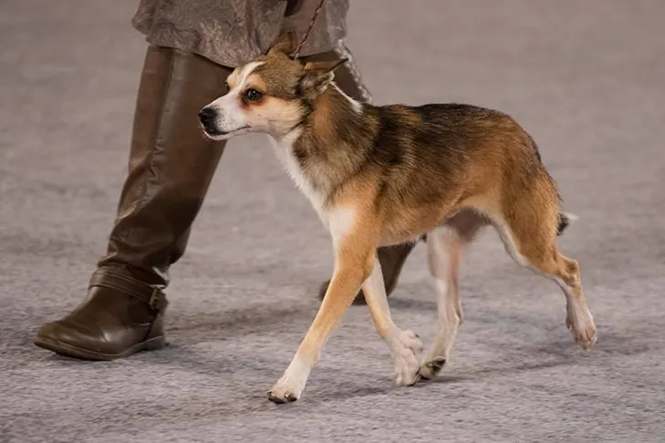 Norwegian Lundehund