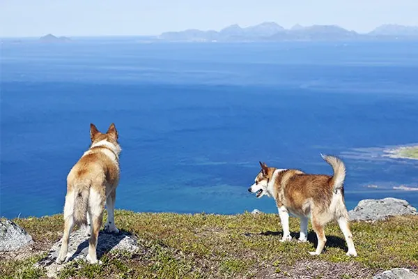 لوندهوند نروژی (Norwegian Lundehund)