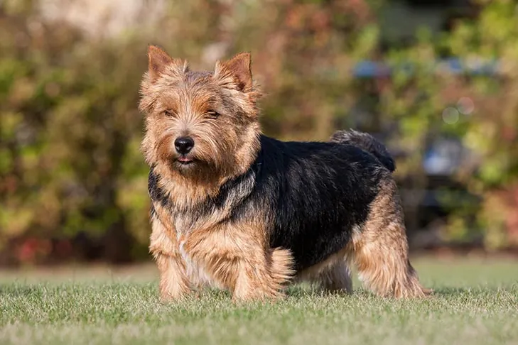 نوریچ تریر (Norwich Terrier)