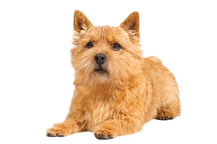 Norwich Terrier