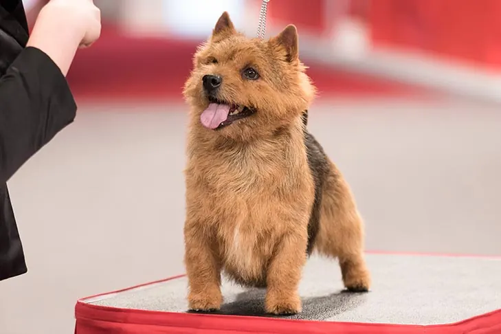 نوریچ تریر (Norwich Terrier)