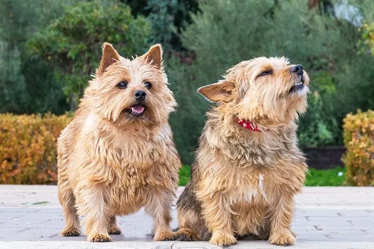 گالری تاریخچه نوریچ تریر (Norwich Terrier)