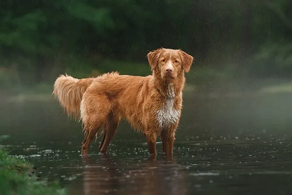نوااسکوشیا داک تولینگ رتریور (Nova Scotia Duck Tolling Retriever)