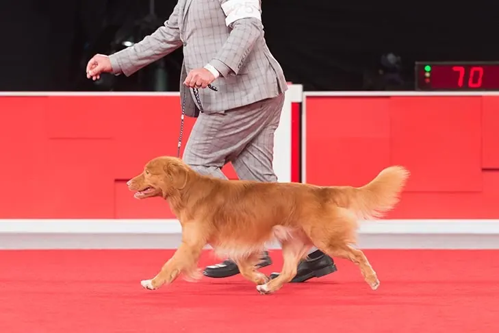 Nova Scotia Duck Tolling Retriever