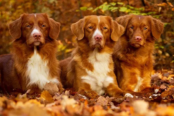 نوااسکوشیا داک تولینگ رتریور (Nova Scotia Duck Tolling Retriever)