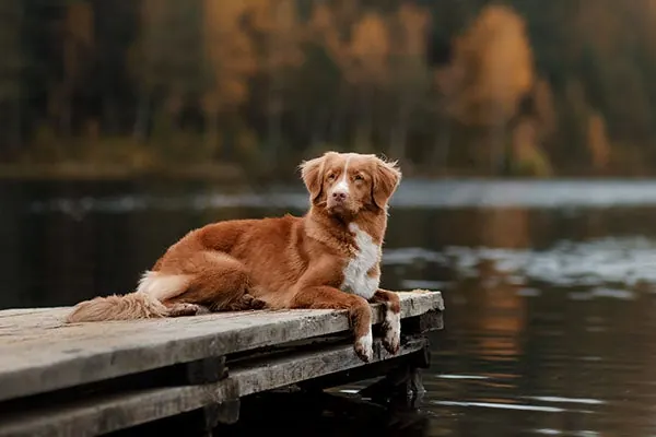گالری تاریخچه نوااسکوشیا داک تولینگ رتریور (Nova Scotia Duck Tolling Retriever)
