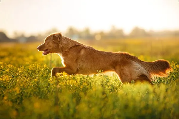 گالری تاریخچه نوااسکوشیا داک تولینگ رتریور (Nova Scotia Duck Tolling Retriever)