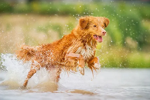 گالری تاریخچه نوااسکوشیا داک تولینگ رتریور (Nova Scotia Duck Tolling Retriever)