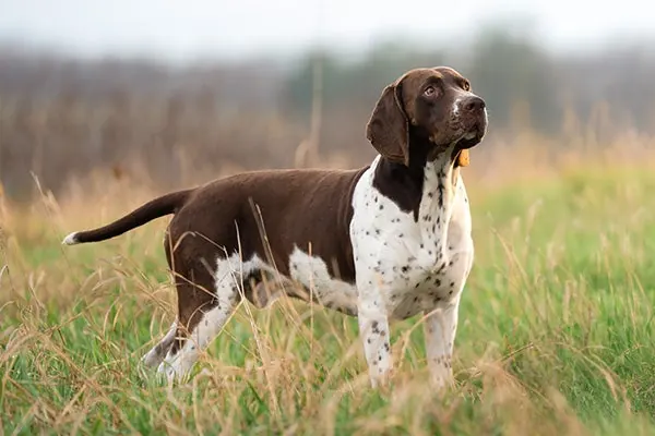پوینتر قدیمی دانمارکی (Old Danish Pointer)