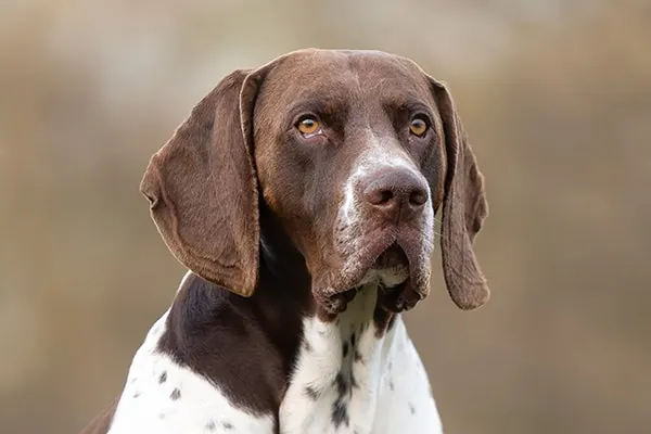 Old Danish Pointer