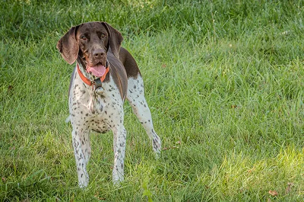 پوینتر قدیمی دانمارکی (Old Danish Pointer)