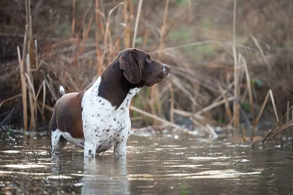 گالری تاریخچه پوینتر قدیمی دانمارکی (Old Danish Pointer)