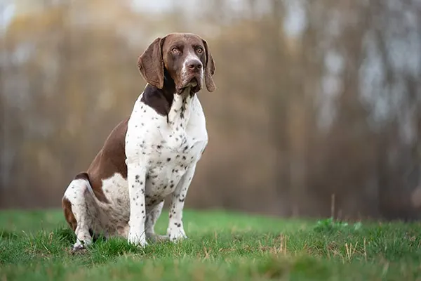 گالری تاریخچه پوینتر قدیمی دانمارکی (Old Danish Pointer)