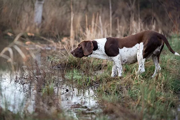 گالری تاریخچه پوینتر قدیمی دانمارکی (Old Danish Pointer)