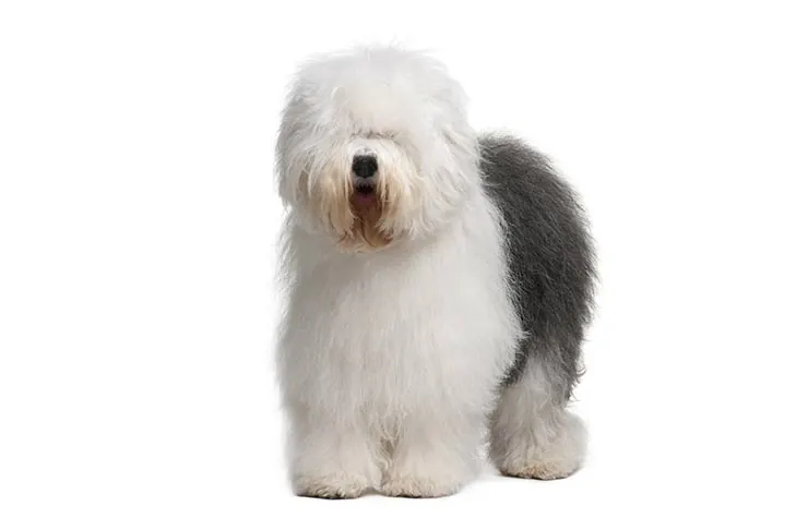 اولد انگلیش شیپ‌داگ (Old English Sheepdog)