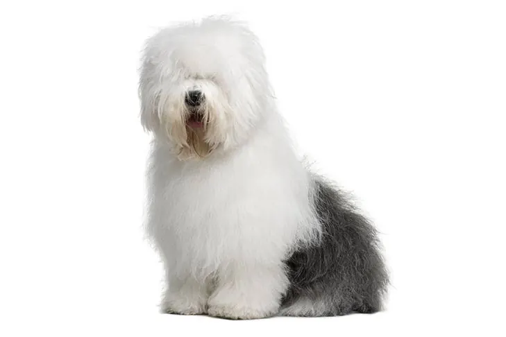 اولد انگلیش شیپ‌داگ (Old English Sheepdog)