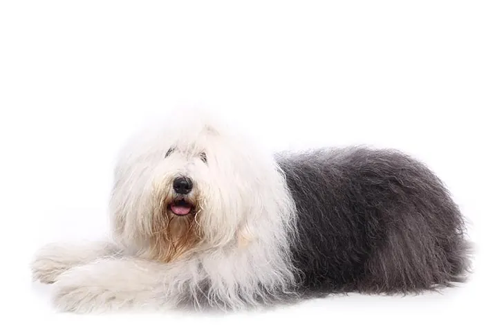 گالری تاریخچه اولد انگلیش شیپ‌داگ (Old English Sheepdog)