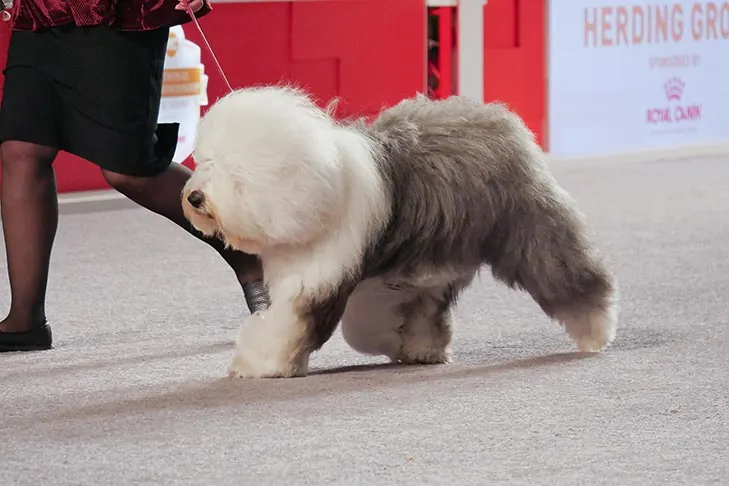 گالری تاریخچه اولد انگلیش شیپ‌داگ (Old English Sheepdog)