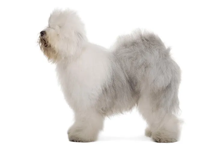 گالری تاریخچه اولد انگلیش شیپ‌داگ (Old English Sheepdog)