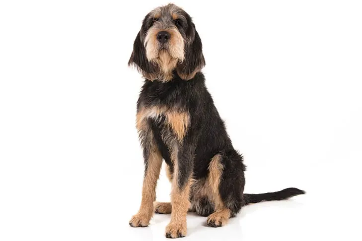 اترهاوند (Otterhound)
