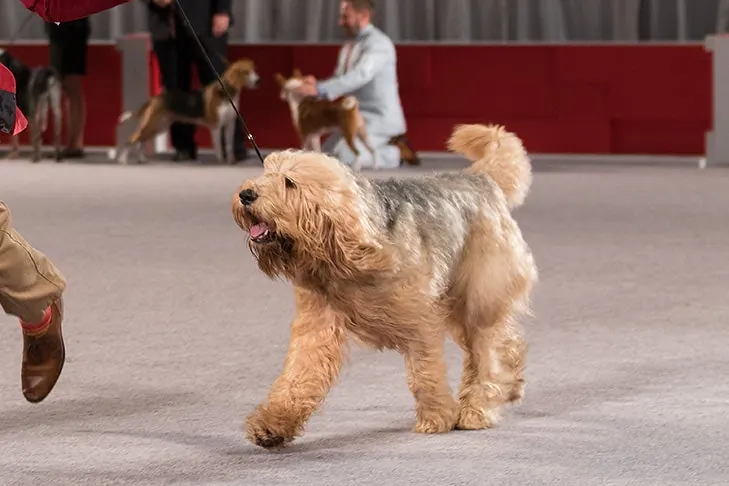 Otterhound
