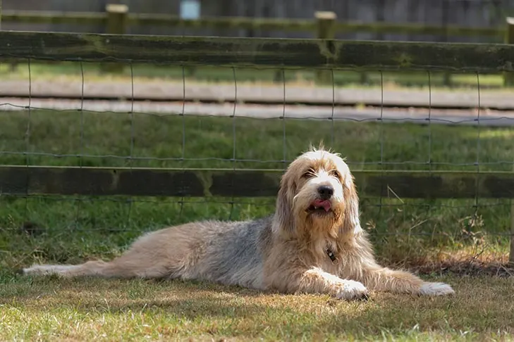 اترهاوند (Otterhound)