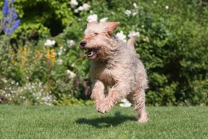 گالری تاریخچه اترهاوند (Otterhound)