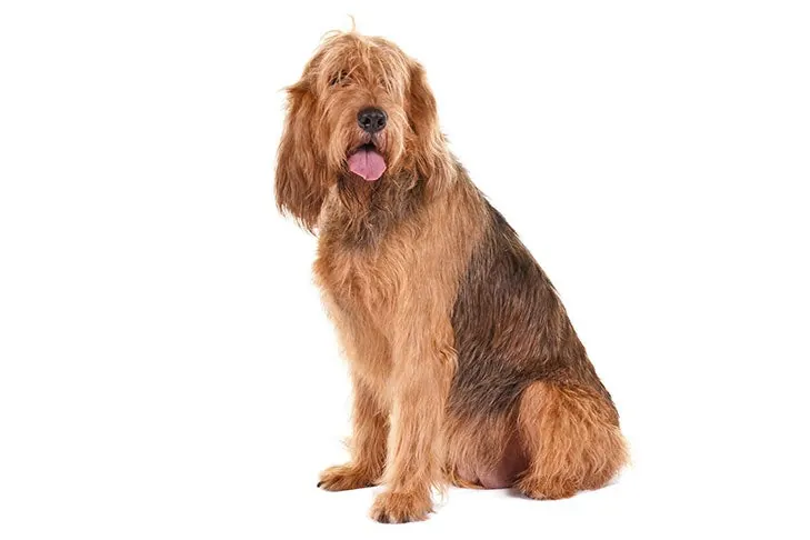 گالری تاریخچه اترهاوند (Otterhound)