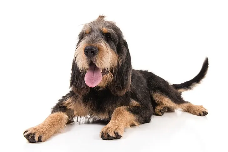 گالری تاریخچه اترهاوند (Otterhound)