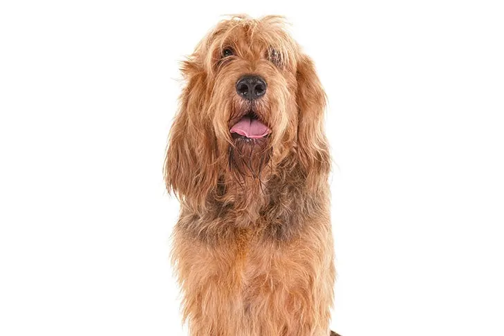 گالری تاریخچه اترهاوند (Otterhound)