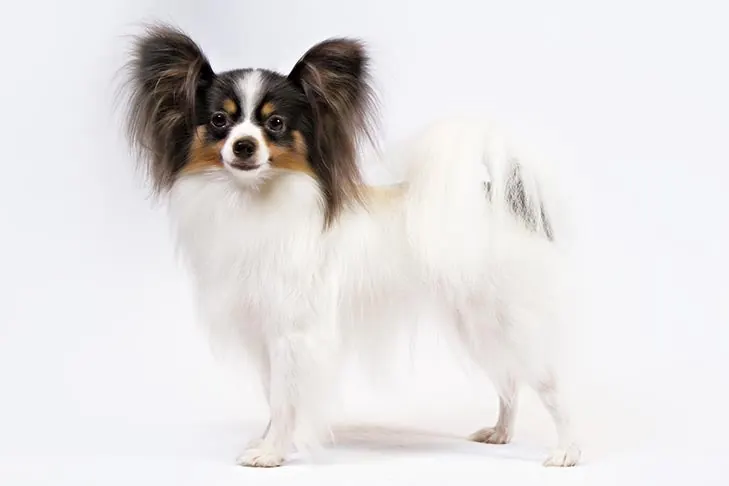 پاپیلون (Papillon)