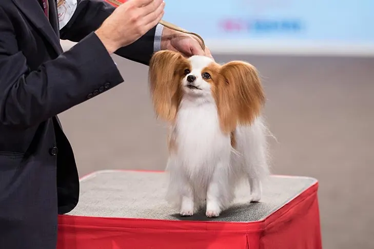 Papillon