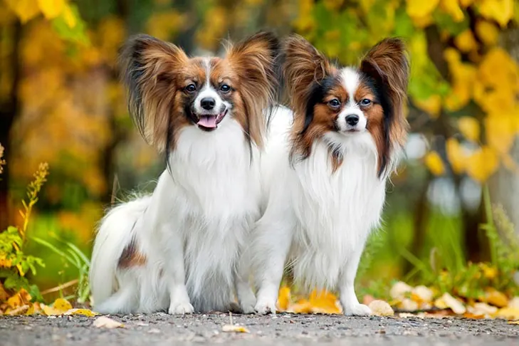 پاپیلون (Papillon)