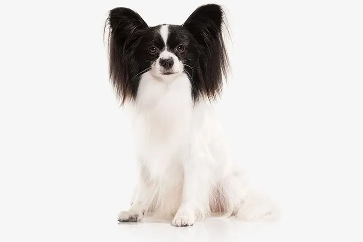 گالری تاریخچه پاپیلون (Papillon)