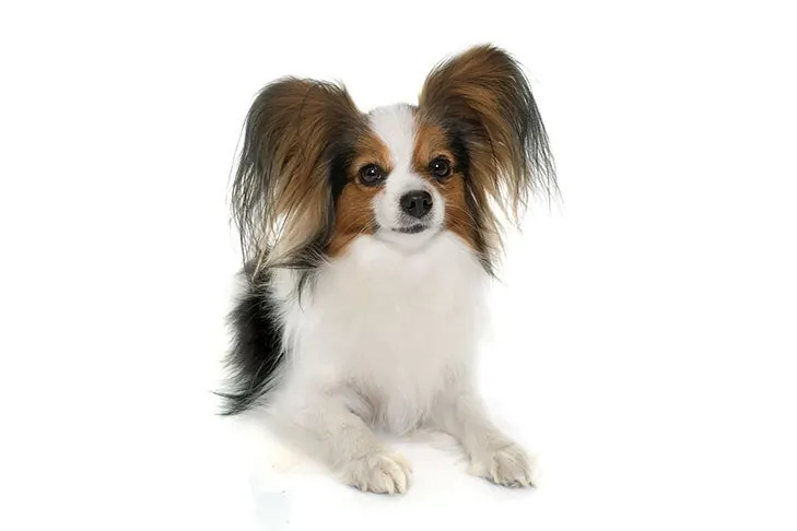 گالری تاریخچه پاپیلون (Papillon)