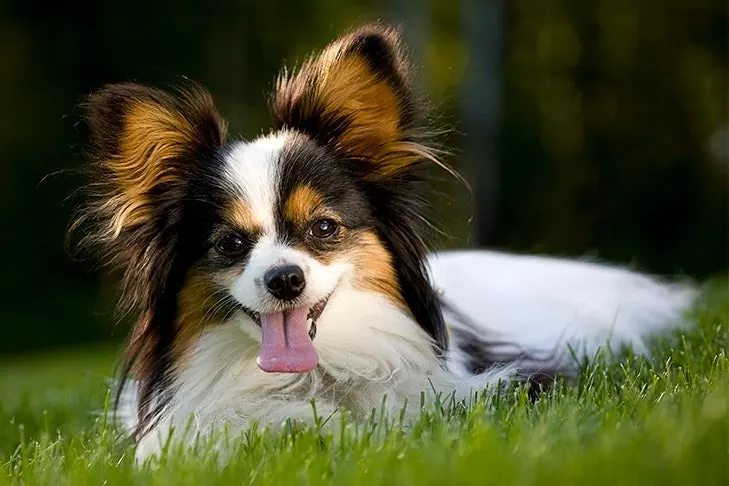 گالری تاریخچه پاپیلون (Papillon)