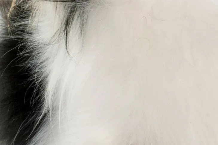 گالری تاریخچه پاپیلون (Papillon)