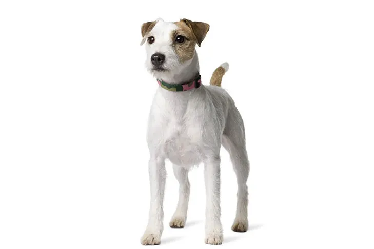 پارسون راسل تریر (Parson Russell Terrier)