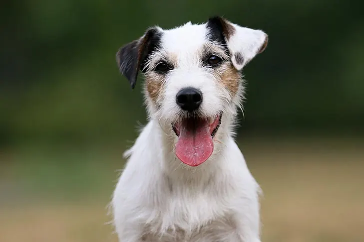 Parson Russell Terrier