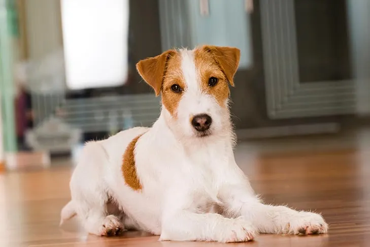 پارسون راسل تریر (Parson Russell Terrier)