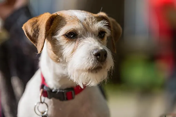 گالری تاریخچه پارسون راسل تریر (Parson Russell Terrier)