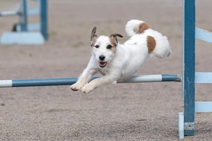 گالری تاریخچه پارسون راسل تریر (Parson Russell Terrier)
